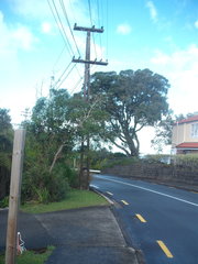 Protoblastenia rupestris