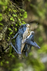 Tettigidea lateralis