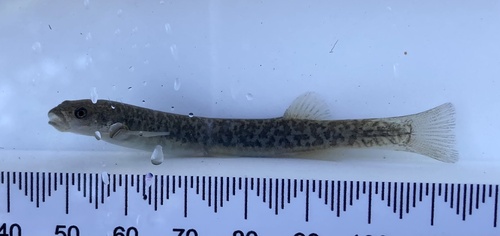 Alpine galaxias (Galaxias paucispondylus) — Galaxiidae — 2