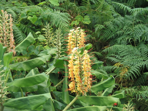 Hedychium gardnerianum