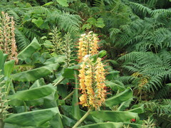 Kahili Ginger (Hedychium gardnerianum)