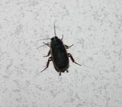 Loboptera decipiens