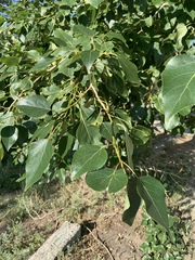 Populus laurifolia