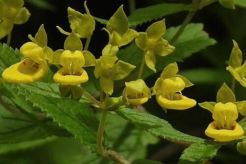 Calceolaria polyclada (Calceolaria polyclada)