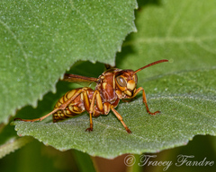 Polistes apachus texanus