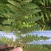 Pteridium aquilinum lanuginosum - Photo (c) eporcher, some rights reserved (CC BY)
