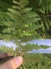 Pteridium aquilinum lanuginosum - Photo (c) eporcher, some rights reserved (CC BY), uploaded by eporcher