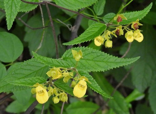 Calceolaria polyclada (Calceolaria polyclada)