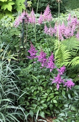 Astilbe