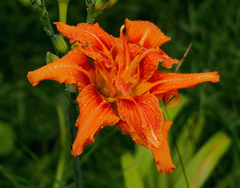 Hemerocallis fulva kwanso