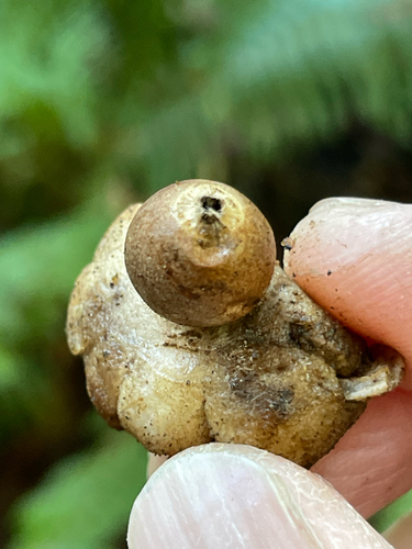 Geastrum saccatum (Photo 2 of 3)