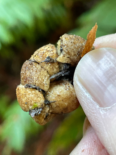 Geastrum saccatum (Photo 3 of 3)