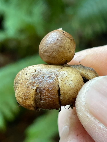 Geastrum saccatum