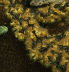Parazoanthus swiftii