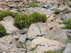 Polystichum lemmonii