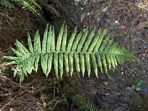 Dryopteris hangchowensis iNat (2)
