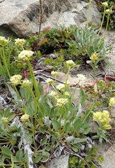 Eriogonum heracleoides
