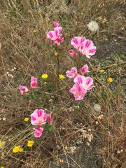 Clarkia amoena