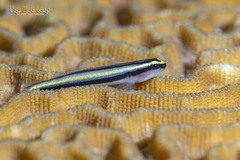 Cayman Cleaner Goby photo 3