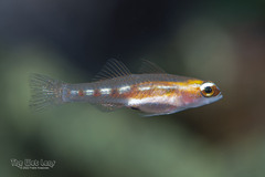Glass Goby photo 3