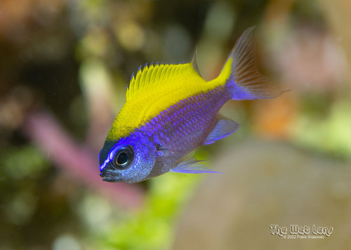 Olive chromis (Chromis insolata) — Pomacentridae