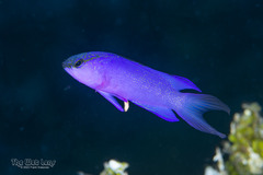 Blackcap Basslet photo 1