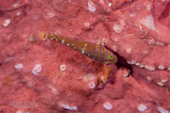 Dwarf Goby photo 3