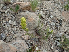 Castilleja elmeri