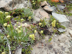 Castilleja elmeri