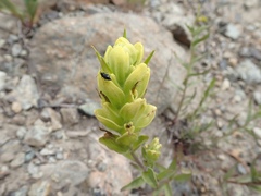 Castilleja elmeri
