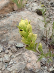 Castilleja elmeri