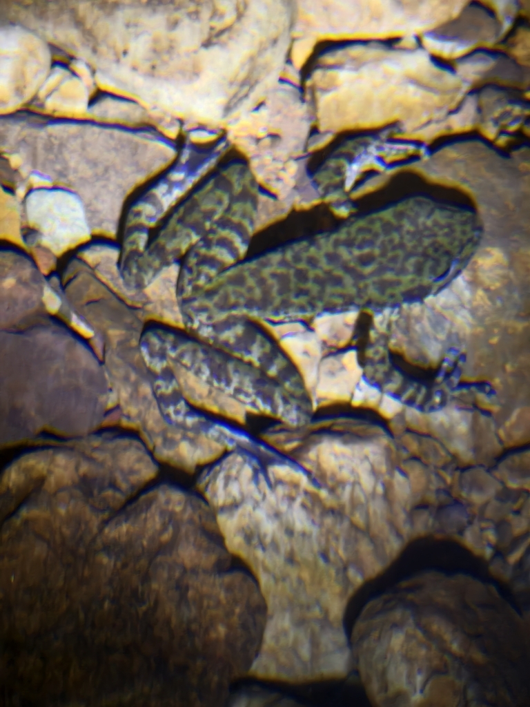 Lipu Odorous Frog