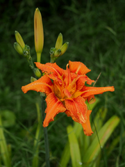 Hemerocallis fulva kwanso
