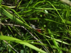 Stenobothrus rubicundulus
