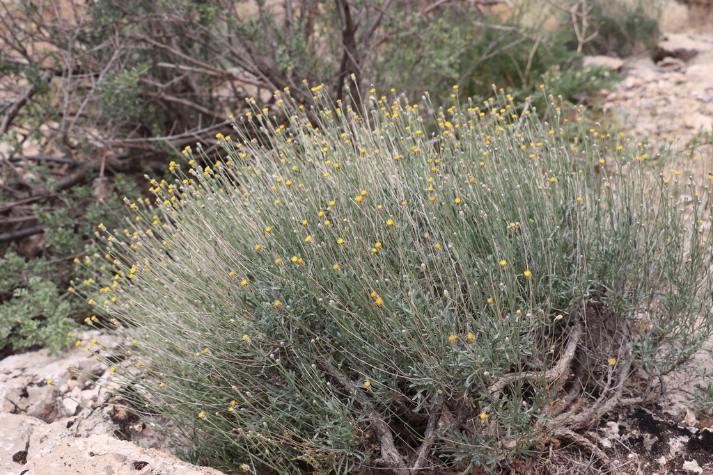 Lepidolopha nuratavica