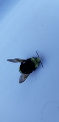 Bombus vosnesenskii