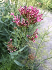 Centranthus