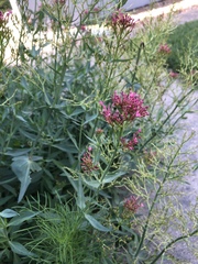 Centranthus