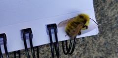 Bombus flavifrons