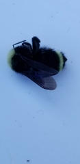 Bombus vosnesenskii