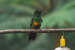 Golden-Bellied Starfrontlet photo 4