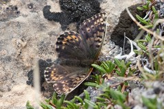 Boloria polaris
