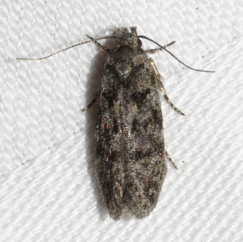 Xenolechia ontariensis photo 3