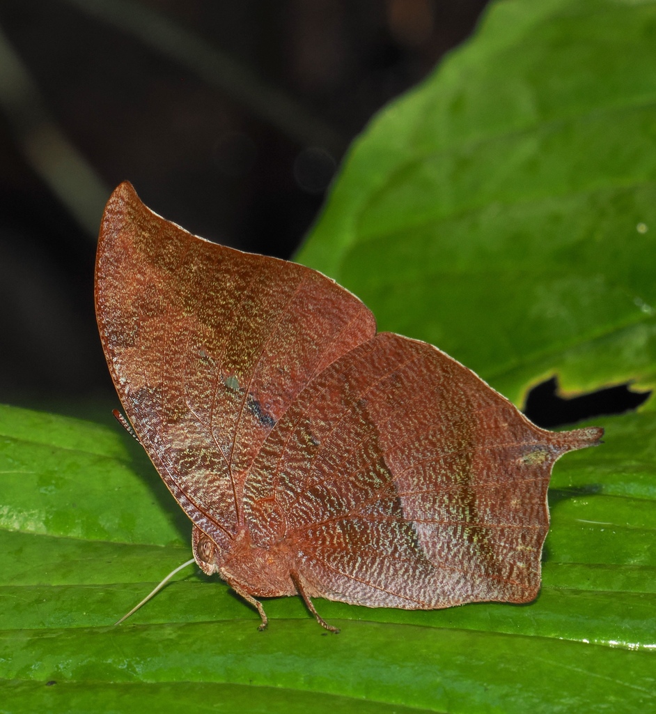 Fountainea centaurus