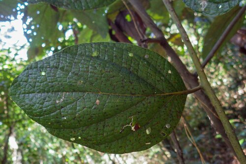 Cryptocarya macrocarpa observed 2016-09-16
