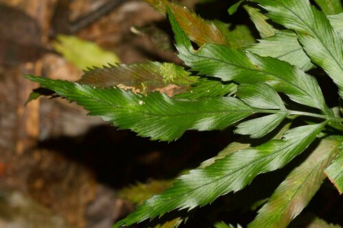 Asplenium vieillardii observed 2017-06-17