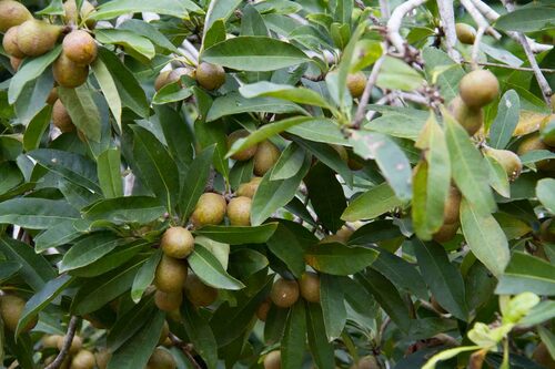 Pittosporum simsonii observed 2017-06-18