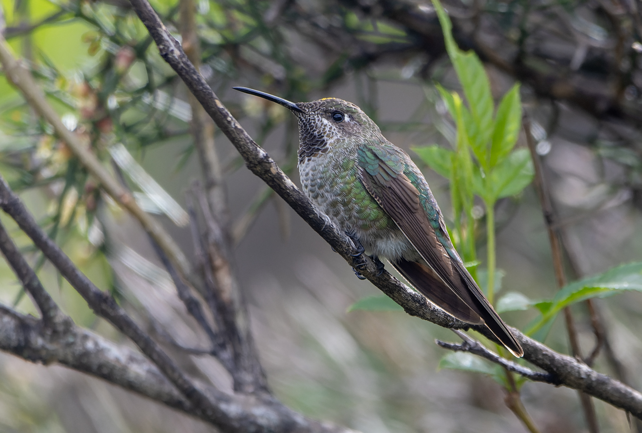 Bronze-tailed Comet (Polyonymus caroli), photo 3