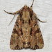 Ignorant Apamea Moth - Photo (c) Nick Block, some rights reserved (CC BY), uploaded by Nick Block
