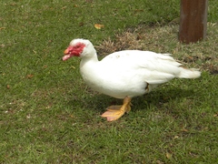 Cairina moschata domestica